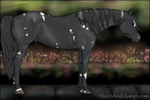 Horse Color:White Spotted Black Sabino