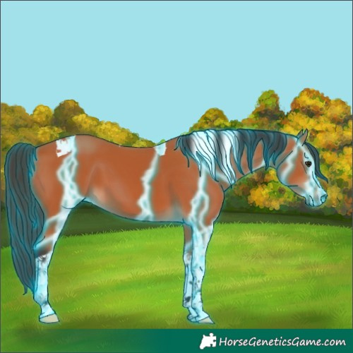 Horse Color:Thunderstruck Bay Tobiano 