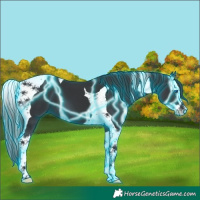 Horse Color:Thunderstruck Black Splash Tobiano 