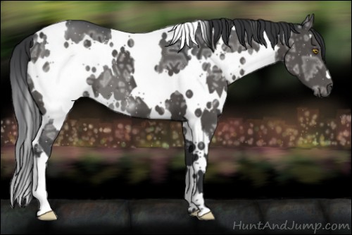 Horse Color:White Spotted Black Ice 