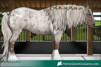 Horse Color:White Spotted Silver Blue Roan 