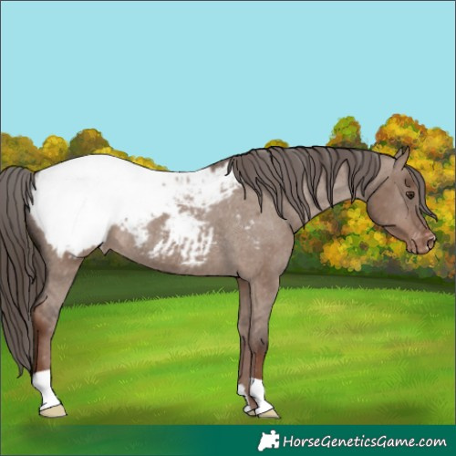 Horse Color:Liver Red Dun Snowcap Rabicano