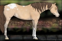 Horse Color:Amber Champagne Appaloosa 