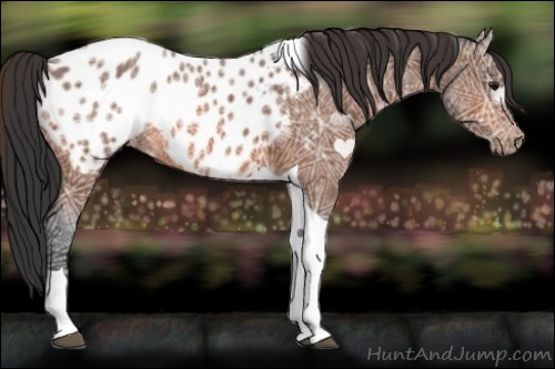 Horse Color:Bay Ice Tobiano Appaloosa 
