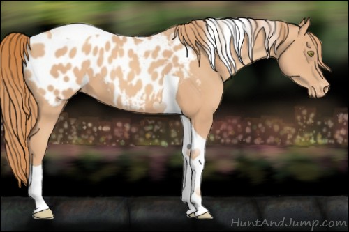 Horse Color:Gold Champagne Tobiano Appaloosa 