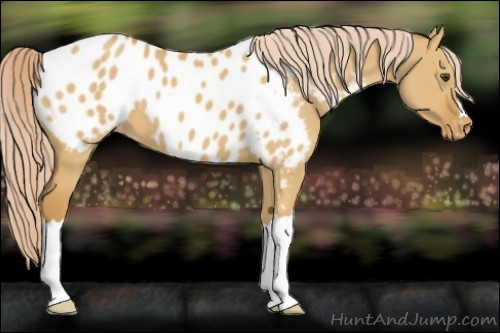 Horse Color:Palomino Dun Blanket