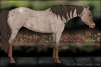 Horse Color:Liver Red Dun Roan Appaloosa 