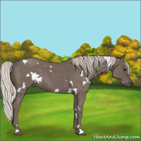 Horse Color:White Spotted Silver Blue Roan 