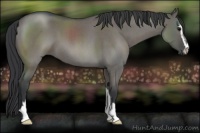 Horse Color:Grullo Roan Sabino 