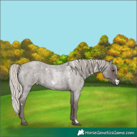 Horse Color:White Spotted Silver Blue Roan 
