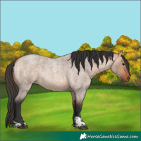 Horse Color:Bay Roan Dun  and Bay Roan Dun 