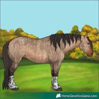 Horse Color:Bay Dun  and Bay Dun 