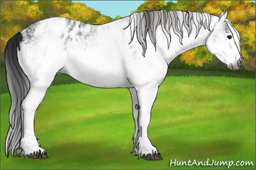 Horse Color:Gray White Spotted Smoky Black and Gray White Spotted Smoky Black Appaloosa