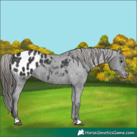 Horse Color:Black Appaloosa 