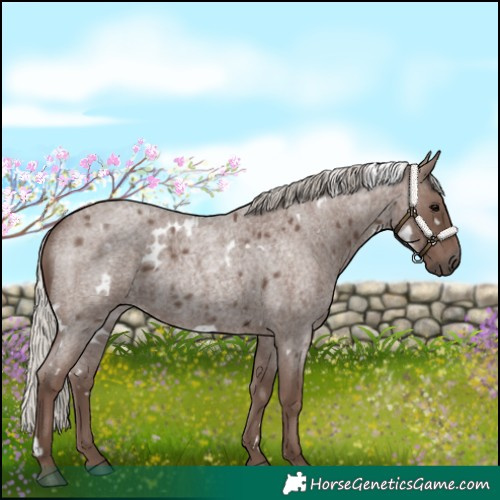 Horse Color:White Spotted Silver Blue Roan 