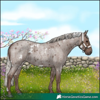 Horse Color:White Spotted Silver Blue Roan 