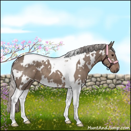 Horse Color:White Spotted Silver Grullo Tobiano 