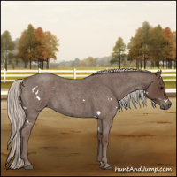 Horse Color:White Spotted Silver Blue Roan 