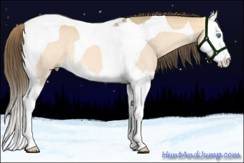 Horse Color:Amber Cream Champagne Dun Splash Tobiano 