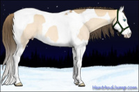 Horse Color:Amber Cream Champagne Dun Splash Tobiano 