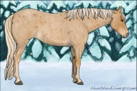Horse Color:Palomino Roan