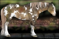 Horse Color:White Spotted Chocolate Palomino Sabino 