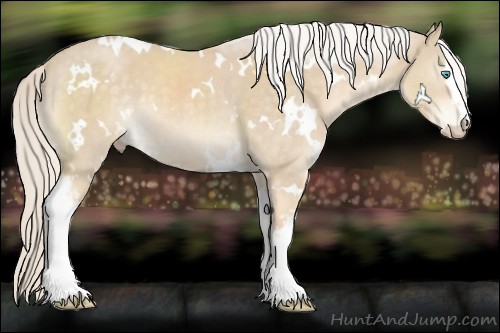 Horse Color:White Spotted Cremello
