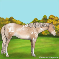 Horse Color:White Spotted Chocolate Palomino Pearl Sabino 
