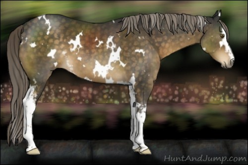 Horse Color:White Spotted Chocolate Palomino 