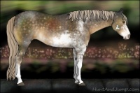 Horse Color:Chocolate Palomino Sabino 