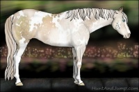 Horse Color:White Spotted Chocolate Palomino Pearl Sabino 