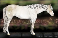 Horse Color:White Spotted Chocolate Palomino Pearl Sabino 