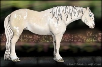 Horse Color:White Spotted Cremello Sabino 