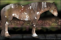 Horse Color:White Spotted Liver Chestnut 