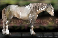 Horse Color:White Spotted Chocolate Palomino Sabino 