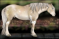 Horse Color:White Spotted Chocolate Palomino Pearl 