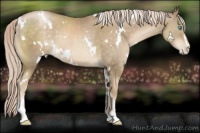 Horse Color:White Spotted Chocolate Palomino Pearl Sabino 