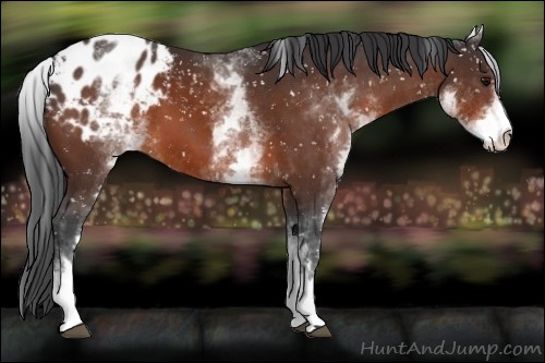 Horse Color:White Spotted Bay Snowflake Varnish