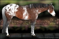 Horse Color:White Spotted Bay Snowflake Varnish 