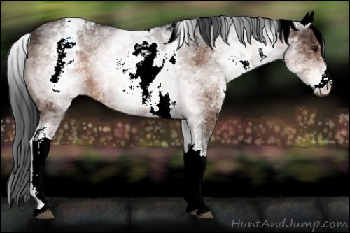 Horse Color:White Spotted Brown Appaloosa 