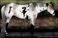 Horse Color:White Spotted Brown Appaloosa 