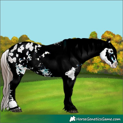 Horse Color:White Spotted Brown Ice Roan Splash Varnish Rabicano 