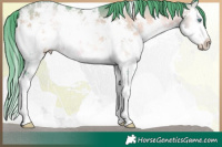 Horse Color:Watercolor White Spotted Buckskin Pearl Onyx Sabino 