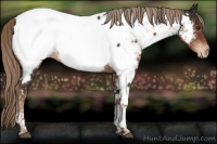 Horse Color:Liver Chestnut Tobiano Appaloosa 