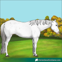 Horse Color:White Spotted Liver Chestnut Sabino Appaloosa
