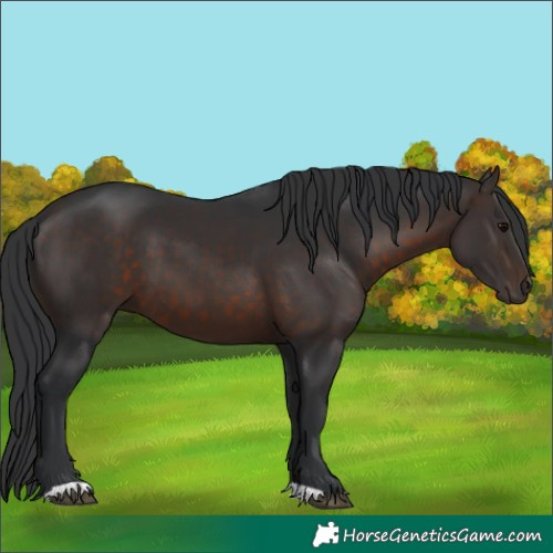 Horse Color:Brown 