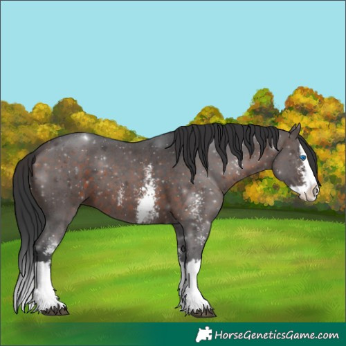 Horse Color:Brown Sabino Splash 