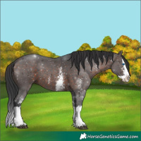 Horse Color:Brown Sabino Splash 