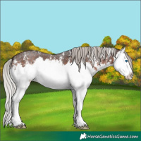 Horse Color:Silver Brown Sabino Splash 