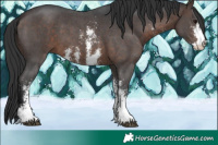Horse Color:Brown Sabino 